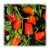  Рэд Барон F1 - семена перца сладкого, 500 семян, Enza Zaden/Энза Заден (Голландия), фото 1 