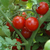  Сакура F1 - семена томатов черри, 250 семян, Enza Zaden/Энза Заден (Голландия), фото 1 