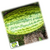  Тамтам F1 - семена арбуза, 1 000 семян, Enza Zaden/Энза Заден (Голландия), фото 1 