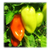  Белозерка F1 - семена перца сладкого, 50 гр и 500 гр, Поиск (Россия), фото 1 