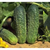  Аякс F1 - семена огурцов корнишонов, 1 000 семян, Nunhems/Нунемс (Голландия), фото 2 