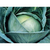  Агрессор F1 - капуста белокочанная, 2 500 и 10 000 семян, Syngenta/Сингента (Голландия), фото 1 