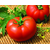  Махитос F1- семена томатов, 100 и 1 000 семян, Rijk Zwaan/Райк Цваан (Голландия), фото 1 