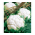  Фридом F1 - капуста цветная, 1 000 и 2 500 семян, Seminis/Семинис (Голландия), фото 1 