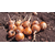  Миссисипи F1 - семена лука репчатого, 25 гр и 250 000 семян, Seminis/Семинис (Голландия), фото 2 