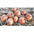  Миссисипи F1 - семена лука репчатого, 25 гр и 250 000 семян, Seminis/Семинис (Голландия), фото 4 