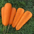  Боливар F1 - семена моркови, Clause/Клаус (Франция), фото 2 