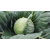  Фарао F1 - капуста белокочанная, 2 500 семян(калиброванные), Bejo/Бейо (Голландия), фото 1 