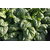  Спейс F1 - семена шпината, 50 000 семян (калиброванные), Bejo/Бейо (Голландия), фото 1 