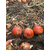  Дункан F1 - семена лука репчатого, 250 000 семян, Holland Seeds, (Голландия), фото 3 