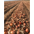  Дункан F1 - семена лука репчатого, 250 000 семян, Holland Seeds, (Голландия), фото 6 