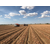  Дункан F1 - семена лука репчатого, 250 000 семян, Holland Seeds, (Голландия), фото 7 