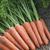 Аурантина F1 - семена моркови, 100 000 семян, (фр. от 1.4 до 2.8), Takii Seed/Таки Сидс (Япония), фото 1 