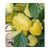  Беладонна F1 - семена перца сладкого, 500 и 1 000 семян, Seminis/Семинис (Голландия), фото 1 