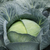  Саксесор F1 - капуста белокочанная, 2 500 семян, Syngenta/Сингента (Голландия), фото 1 