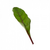  Чарли F1 - семена свеклы листовой, 25 000 и 100 000 семян, Rijk Zwaan/Райк Цваан (Голландия), фото 1 