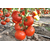  Махитос F1- семена томатов, 100 и 1 000 семян, Rijk Zwaan/Райк Цваан (Голландия), фото 5 