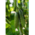  Спино F1 - огурец патернокарпический, 50 и 500 семян, Syngenta/Сингента (Голландия), фото 2 