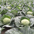  Пушма F1 -  капуста белокочанная, 1 000, 2 500 и 10 000 семян, Rijk Zwaan/Райк Цваан (Голландия), фото 3 