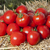 Асвон F1 (KS 1140 F1) - томат детерминантный, 1 000 семян, Kitano seeds/Китано сидз (Япония), фото 4 