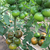  Сашер F1 - семена томатов, 500 и 1 000 семян, Yuksel/Юксел (Турция), фото 3 