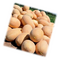  Раймонд F1 - семена дыни, 1 000 семян,  Hazera - Seeds of Growth (Израиль - Голландия), фото 1 