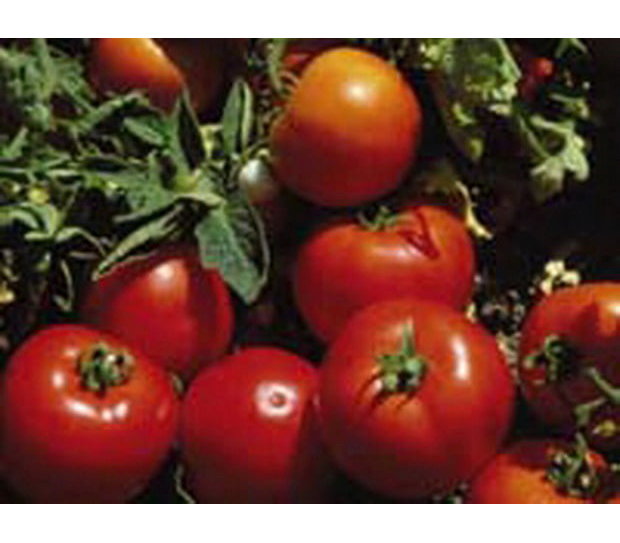 Лоджейн F1 - семена томатов, 1 000 семян, Enza Zaden/Энза Заден (Голландия)- купить в интернет-магазине fremercentr.ru быстрая доставка. Почтой или ТК.