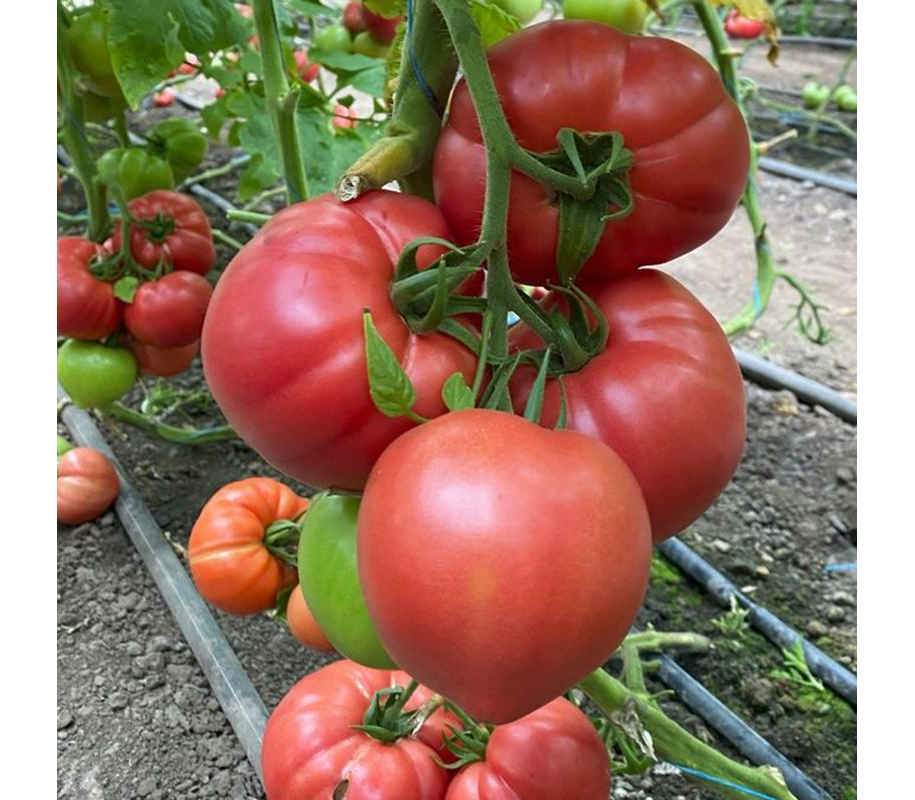 семена томатов на валберис купить