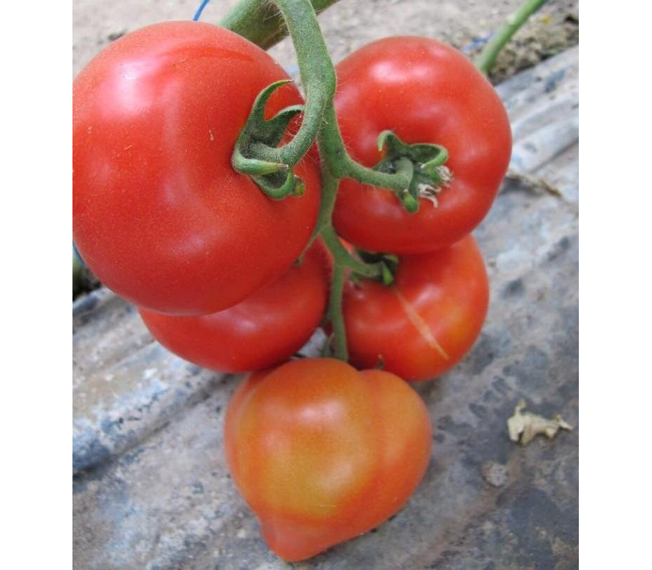 Урожайность сорта томата Агилис